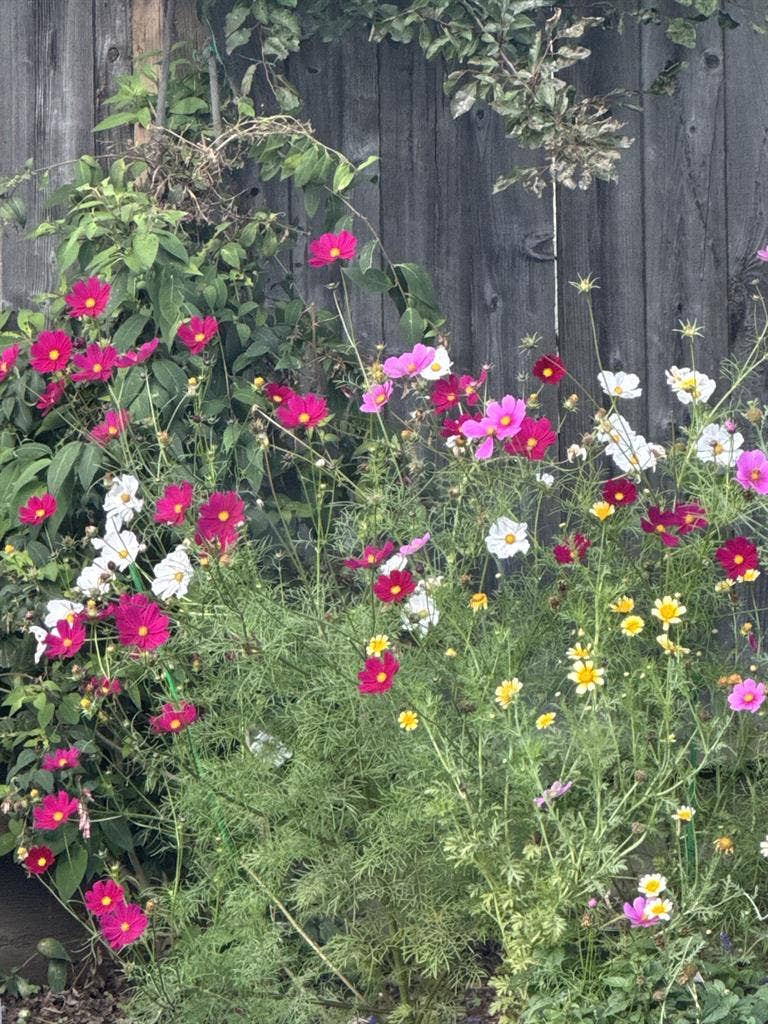 Sunny garden-view room for rent