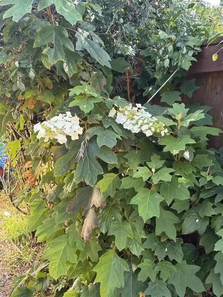 Sunny garden-view room for rent