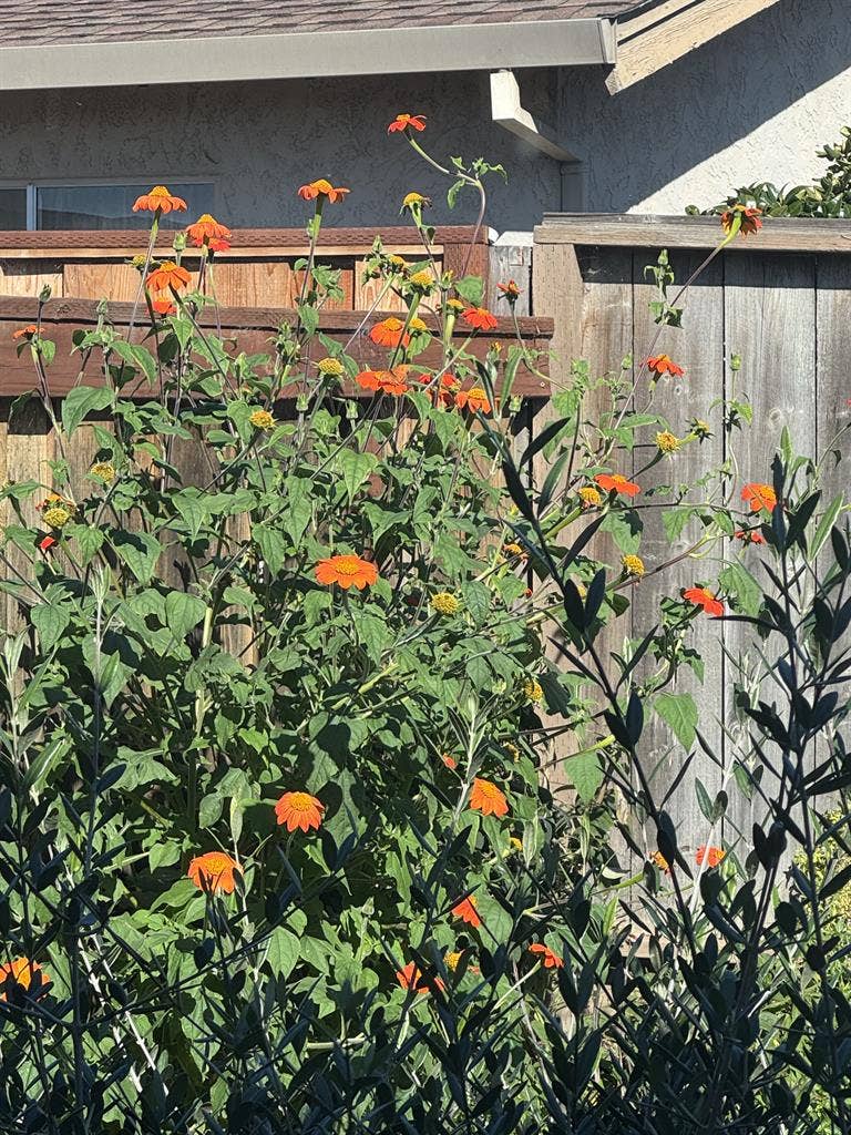 Sunny garden-view room for rent