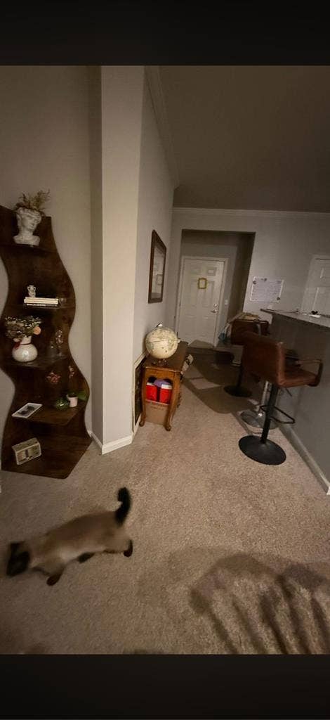Looking for new roommate by july