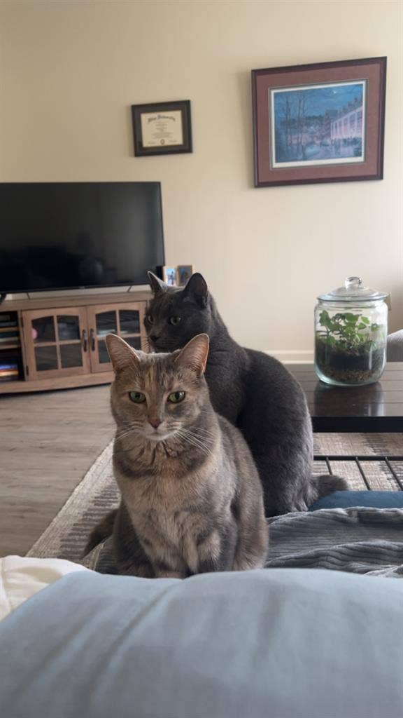 Roommate for 2 bedroom apartment