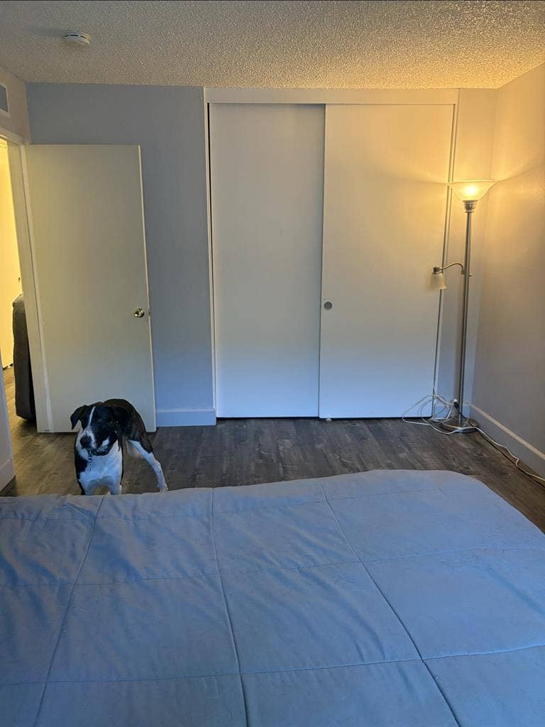 Large Bedroom for rent July 1st!