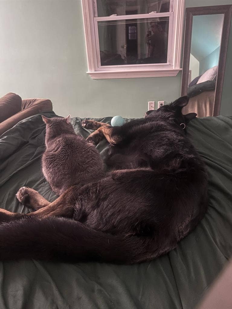 Large bedroom for rent