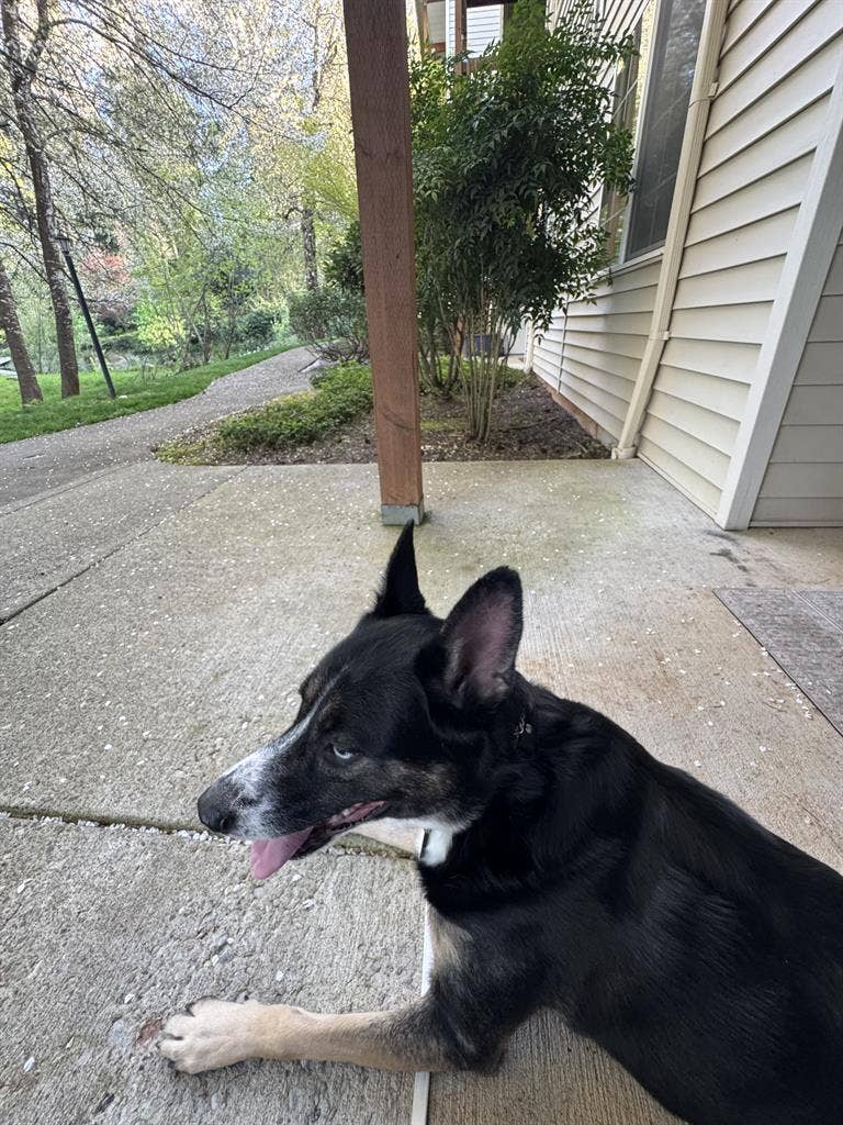Looking for a temporary roommate