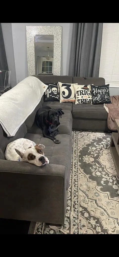 Looking for 2 roomates