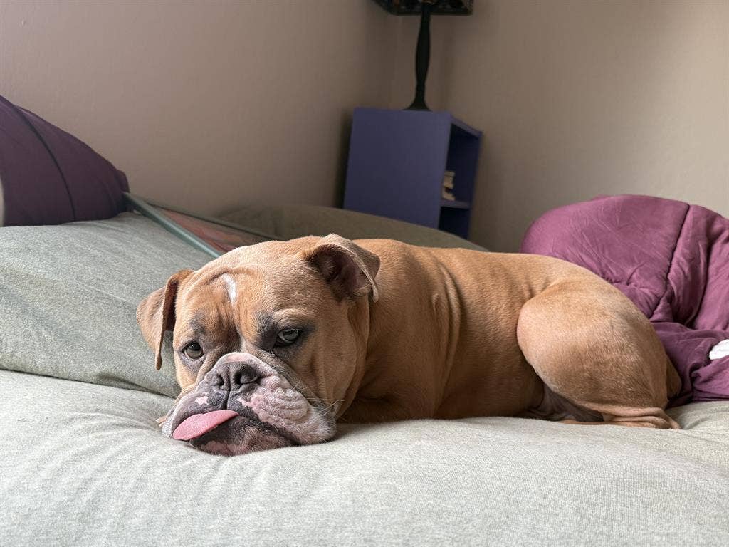 Seeking roommate for San Mateo 2BR