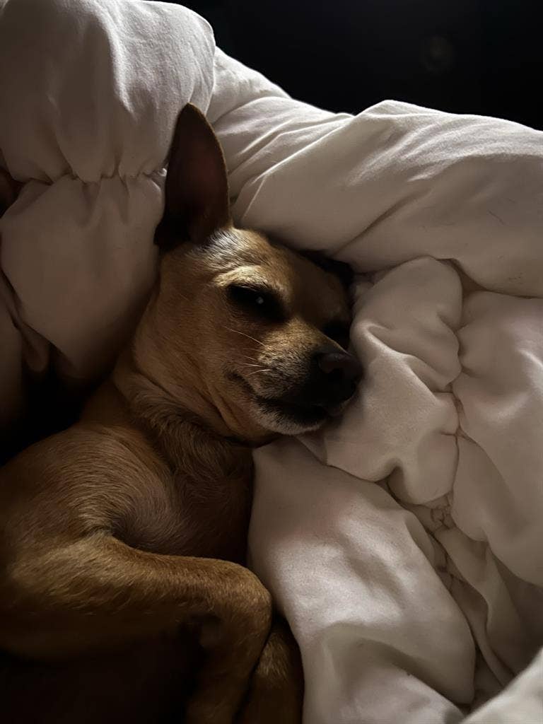 Looking for A Mature Roommate