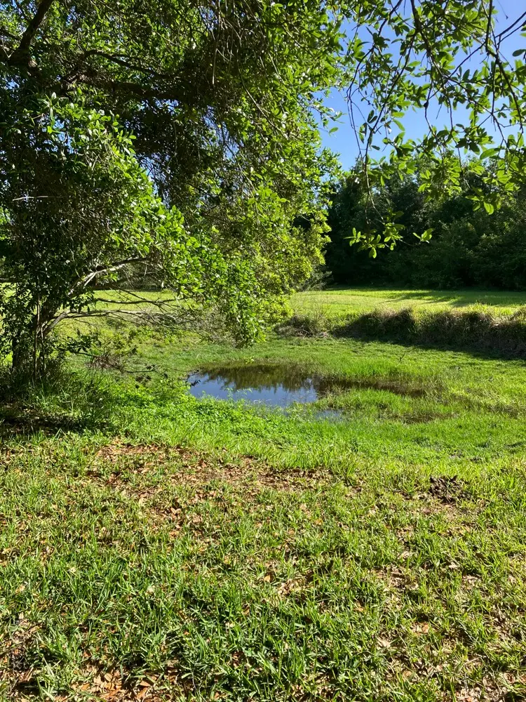 Homestead in Palmetto
