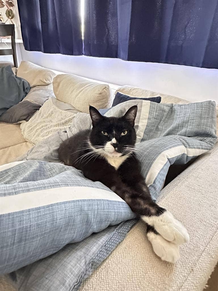 Room in Palms Creative Cat-Friendly