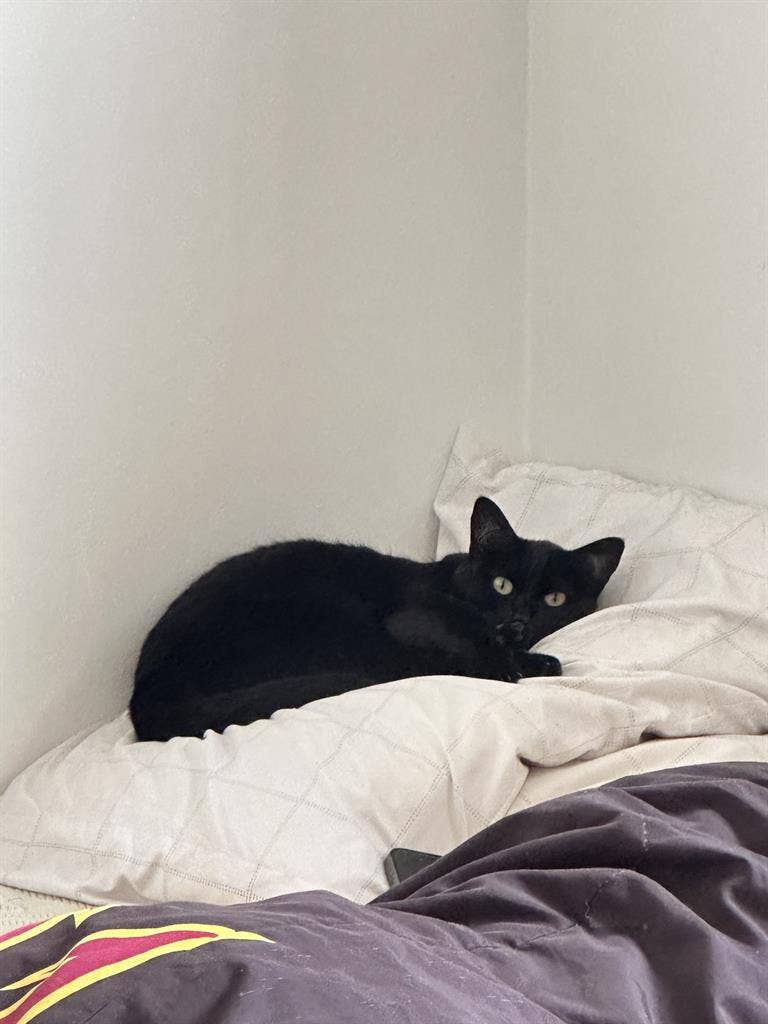 Room in Palms Creative Cat-Friendly