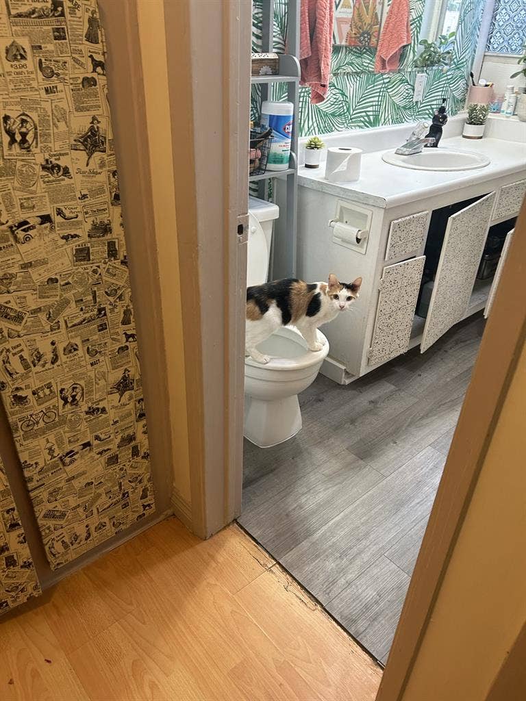 Room for rent! 1100