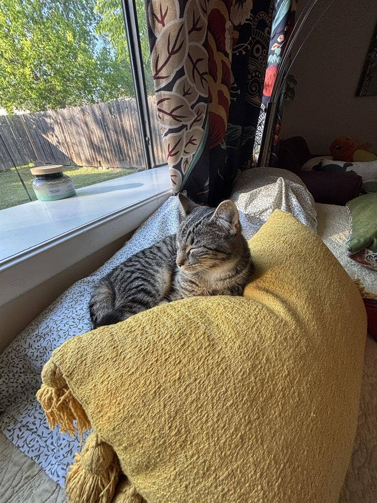 Looking for a third roommate!
