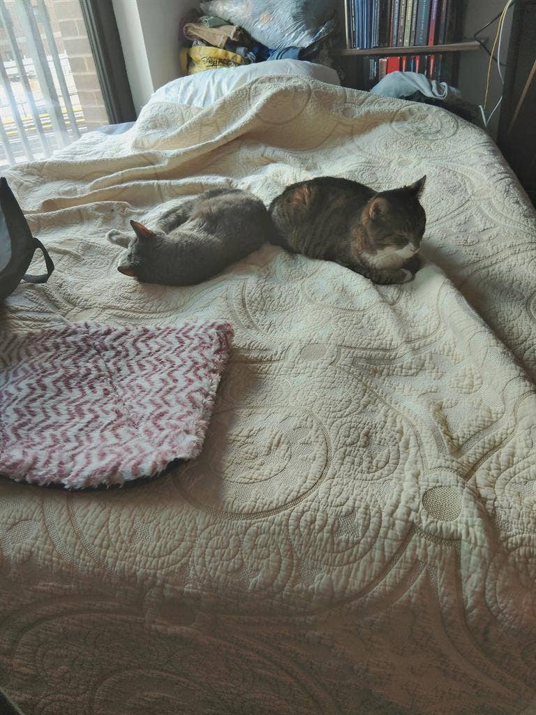 Vet Tech Looking for Cozy place