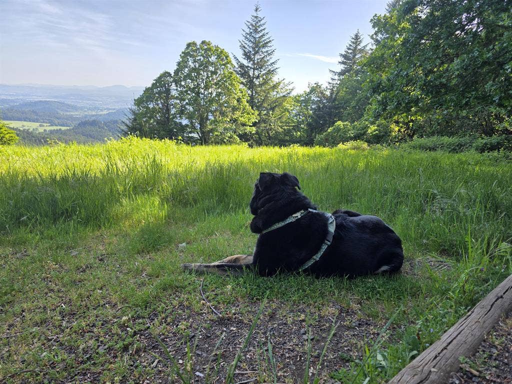 Room for Rent in Albany, OR