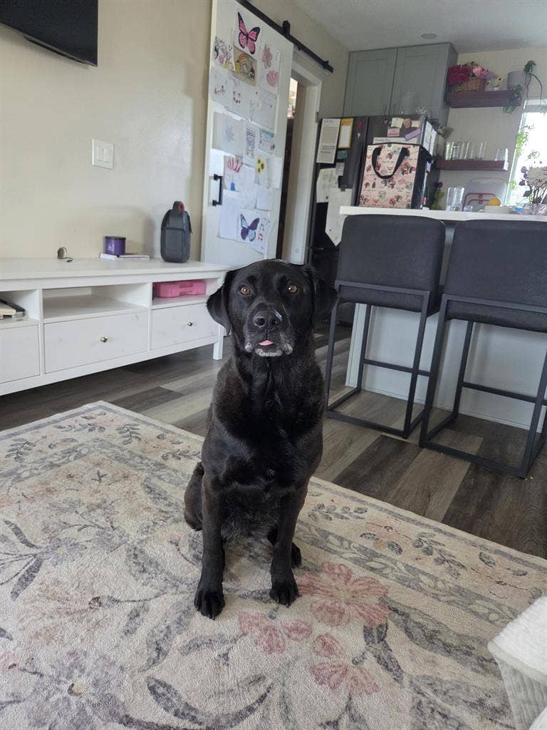 Room for rent in dog friendly home