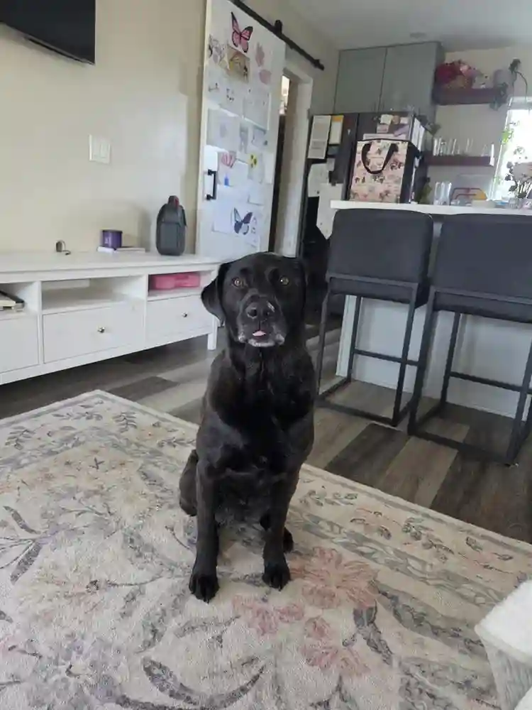 Room for rent in dog friendly home