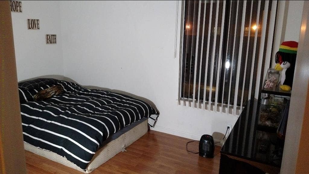 In search of roomie