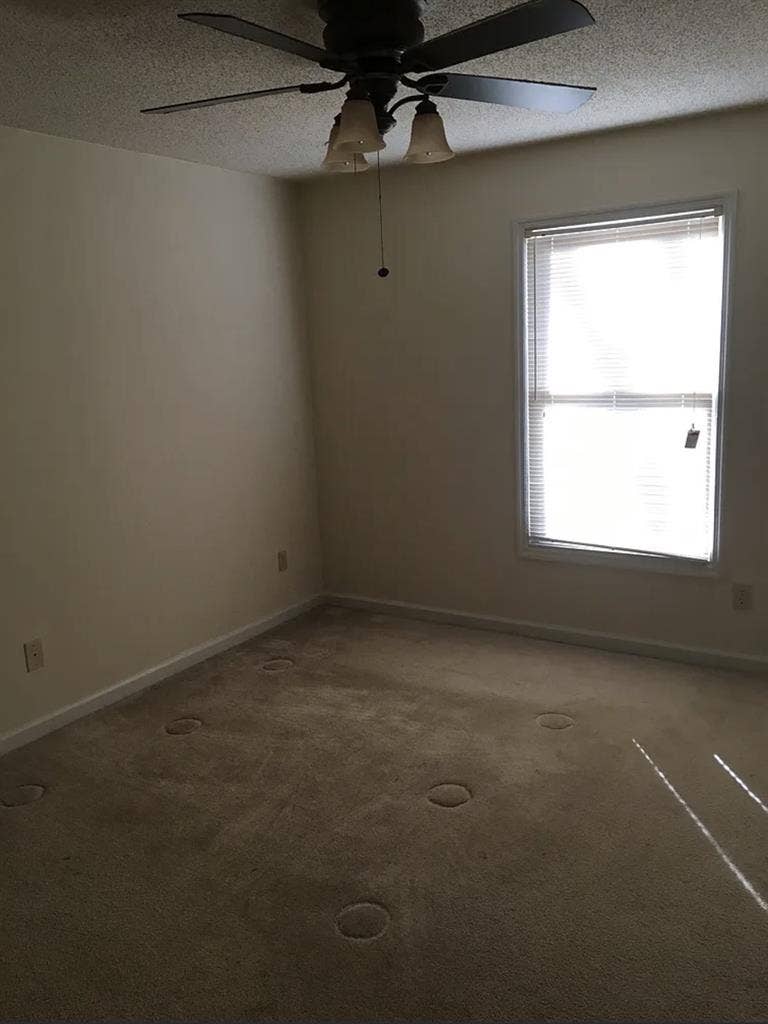 roommate needed ASAP