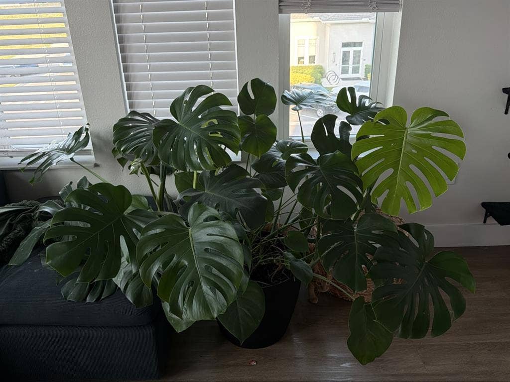 Looking for a Roomate/Couple