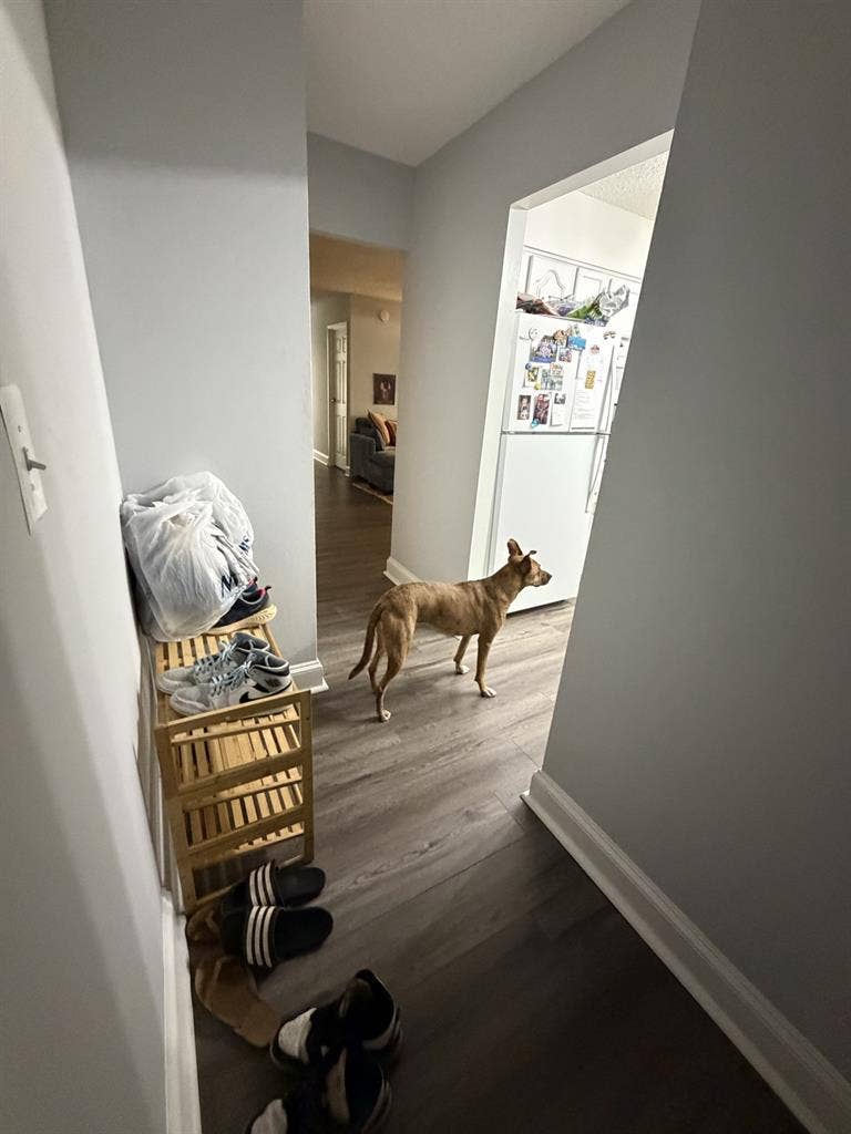 Roommate to split apartment