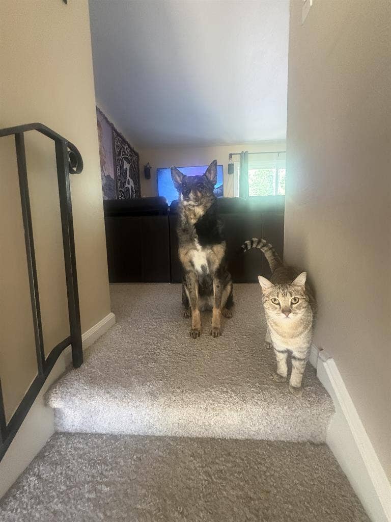 Looking for One roommate