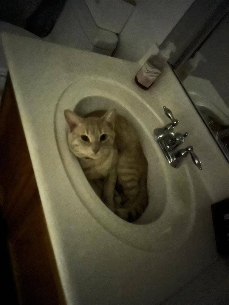 Female Roomate wanted