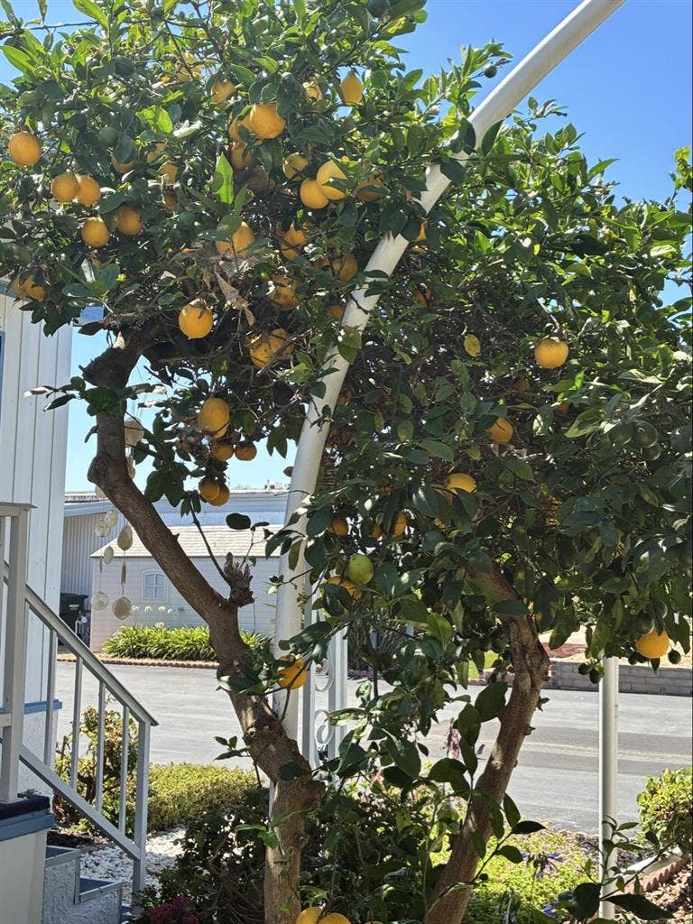 Room for rent in over 55 community