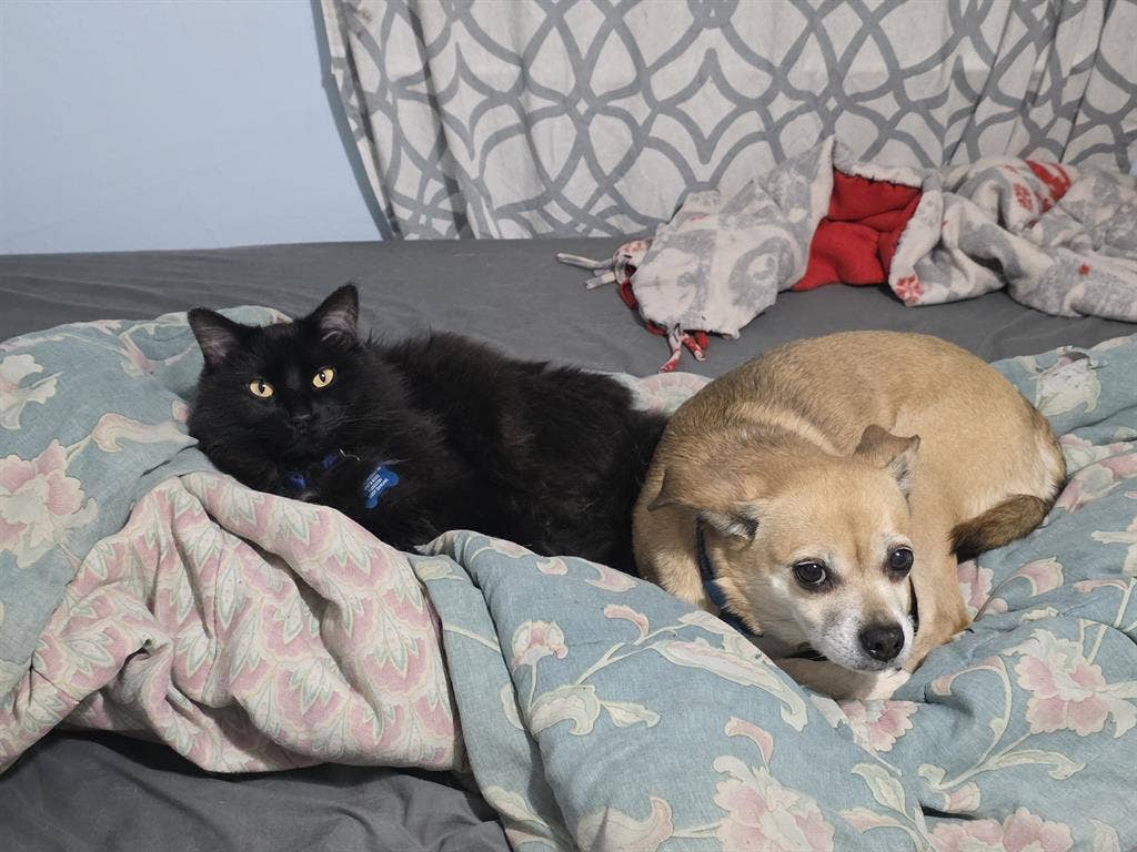 Looking for roomie to share rent