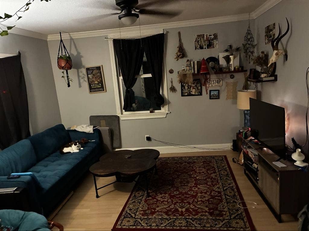 Looking for a roommate