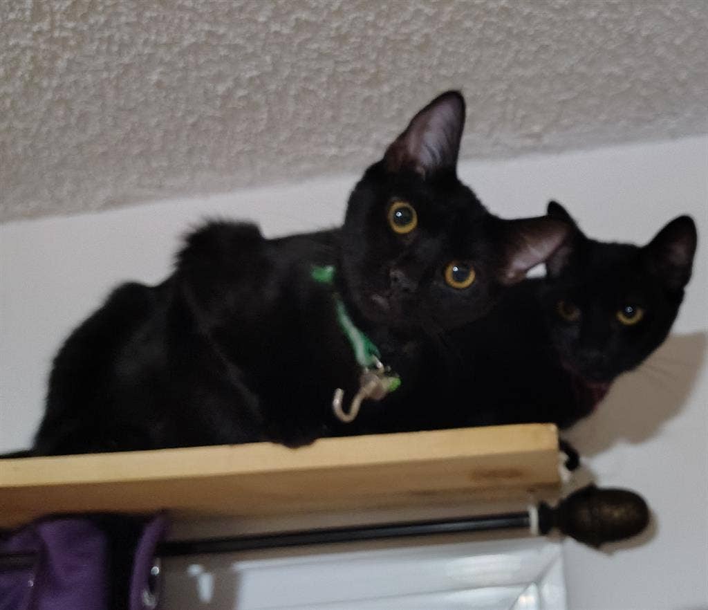 Roomshare near CSU Fullerton