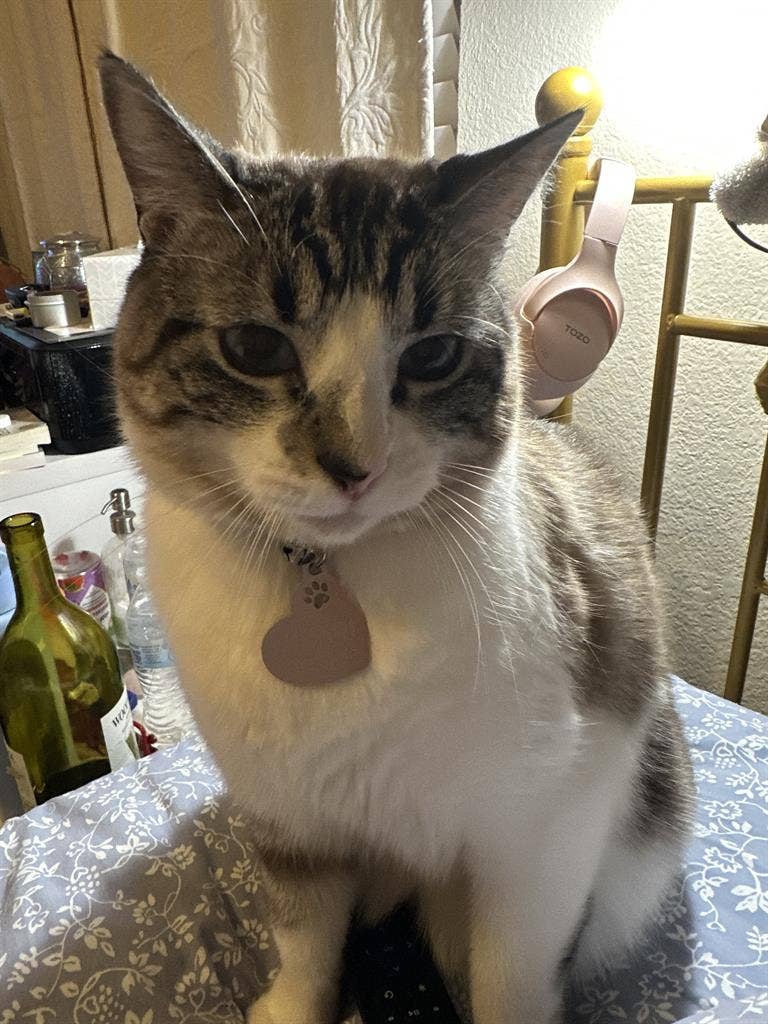 I am very clean and quiet have cat