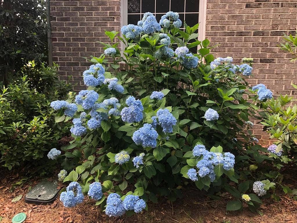 4 BR in Buford