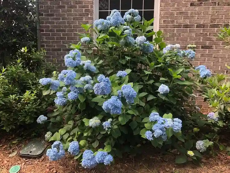 4 BR in Buford
