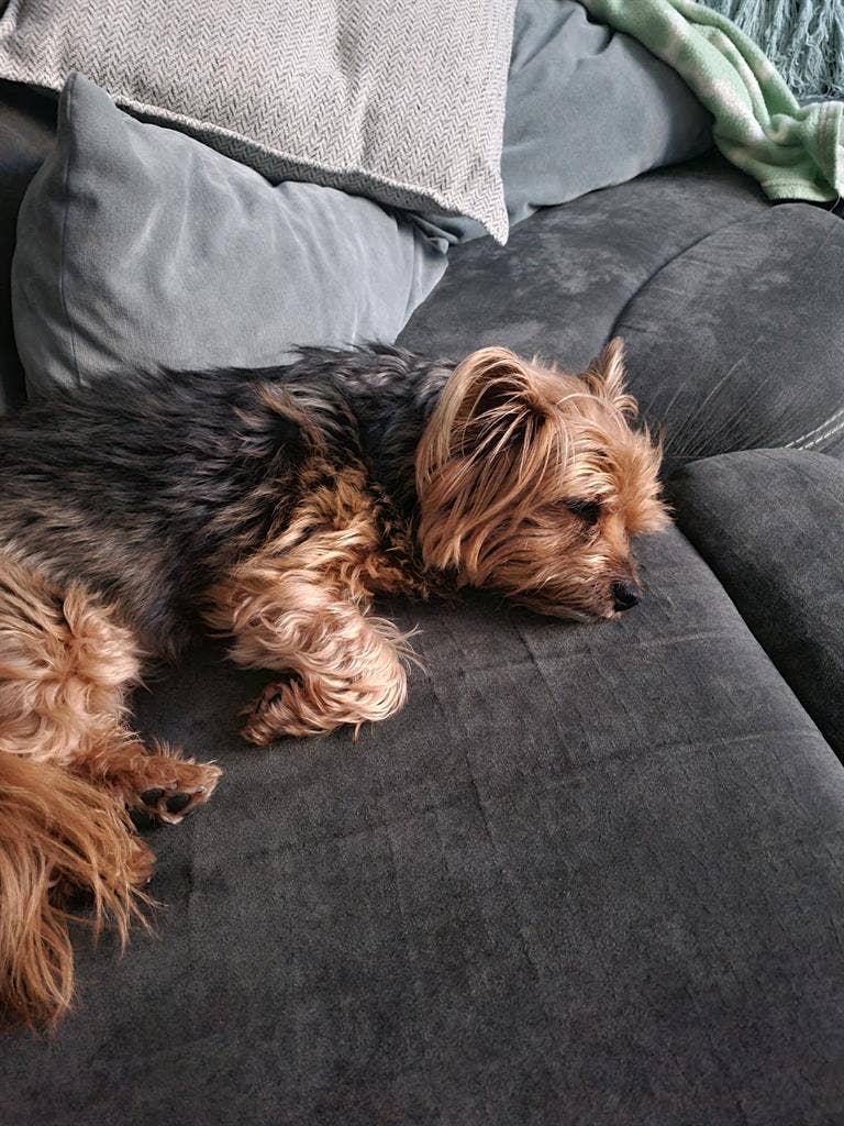 Cozy Four BD Home Roommate Needed
