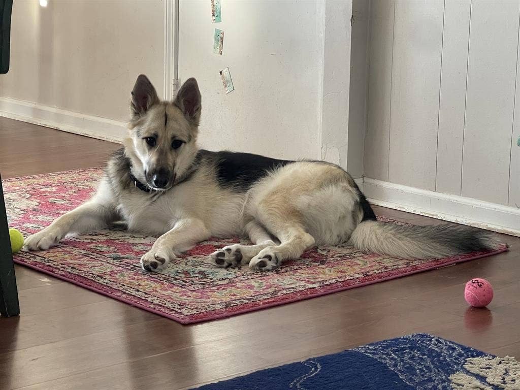 Roommate wanted