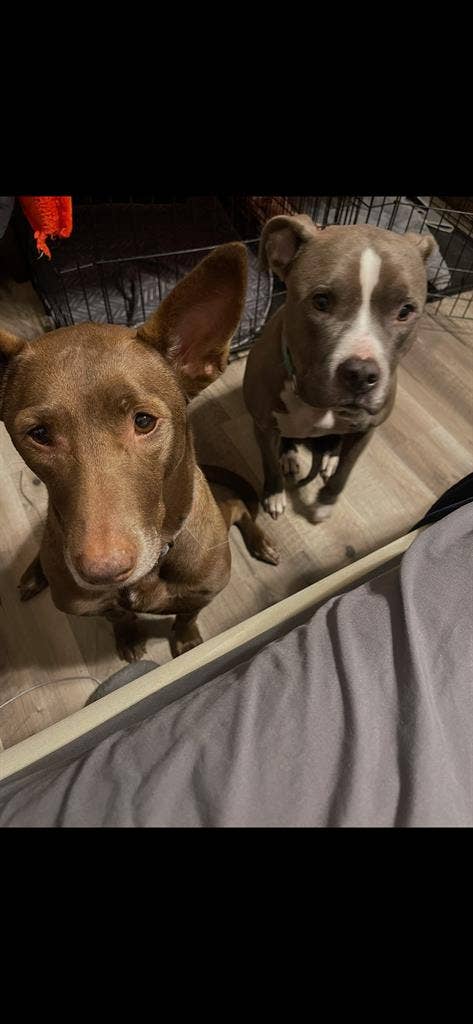 Sugarland. Must love dogs
