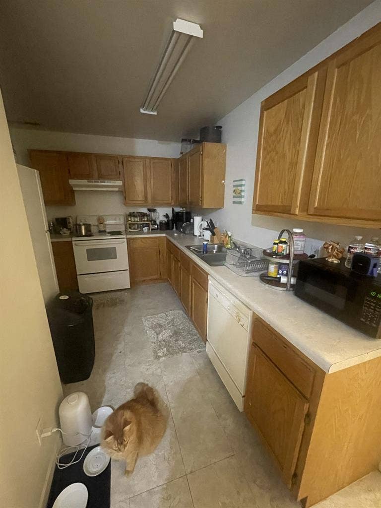28 year old with 2 cats