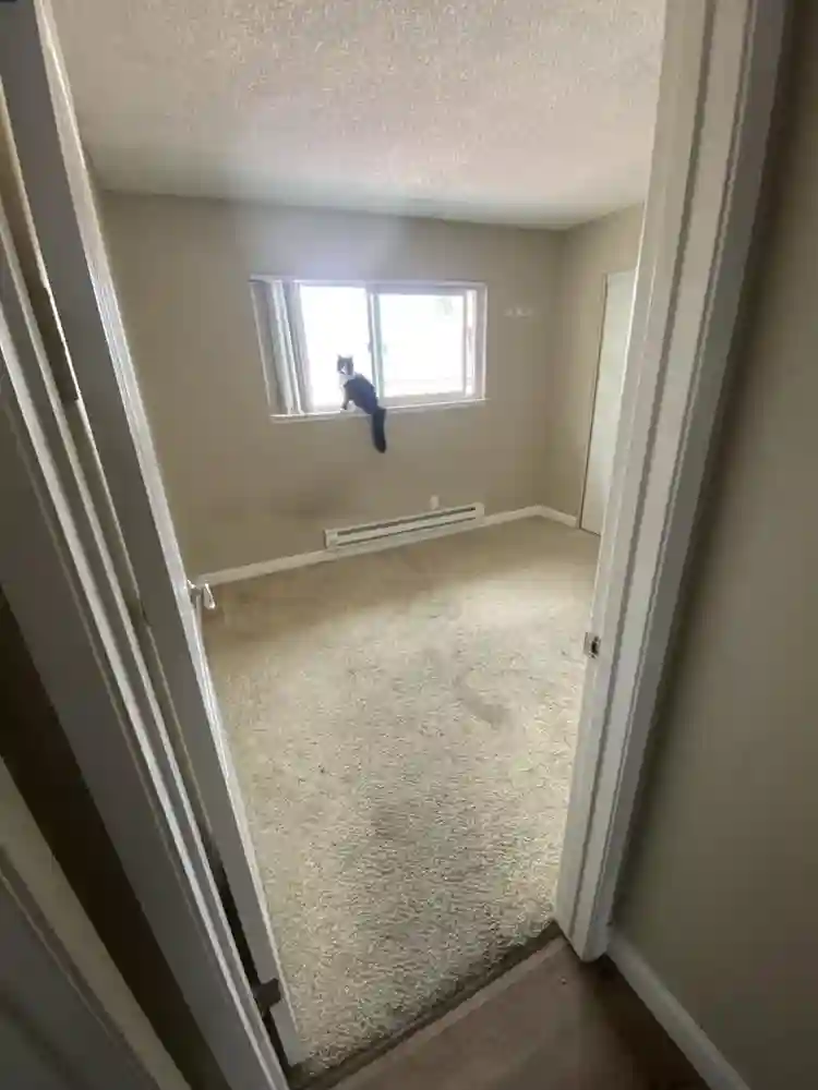 Looking for roommate