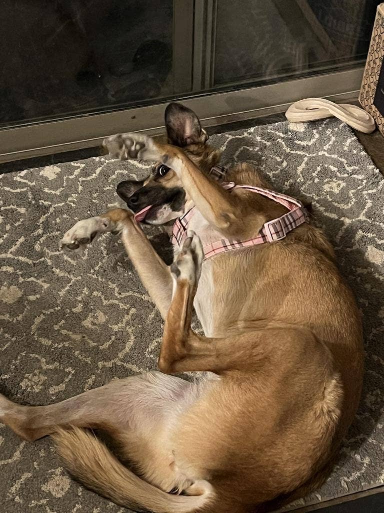 Female Roommate Needed