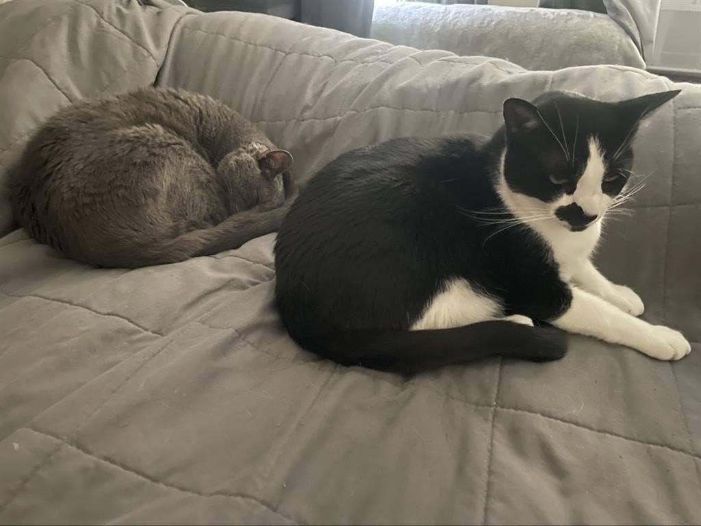 Must love cats …. And Taylor Swift