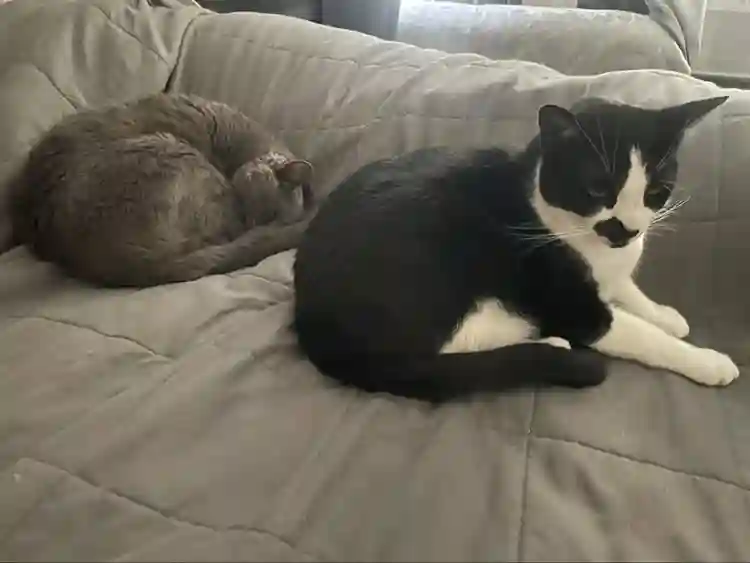 Must love cats …. And Taylor Swift