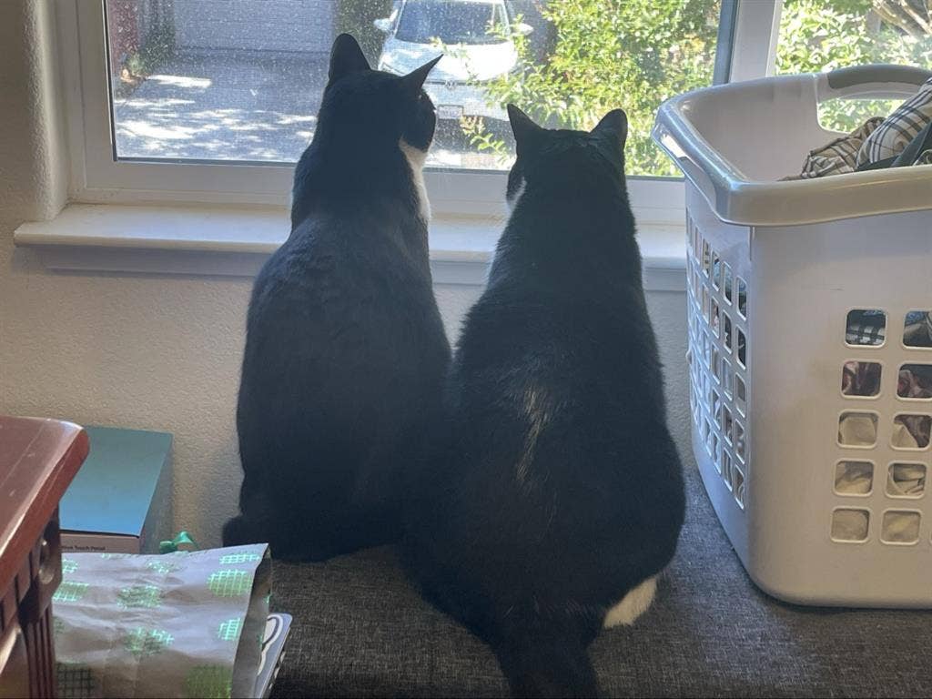 Must love cats …. And Taylor Swift