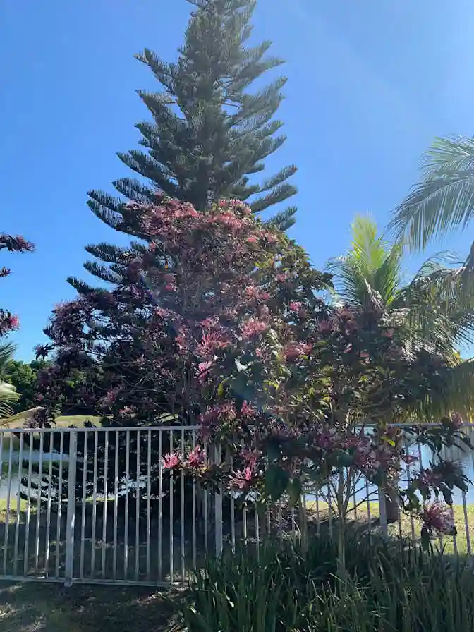 Room for rent in Weston, Fl