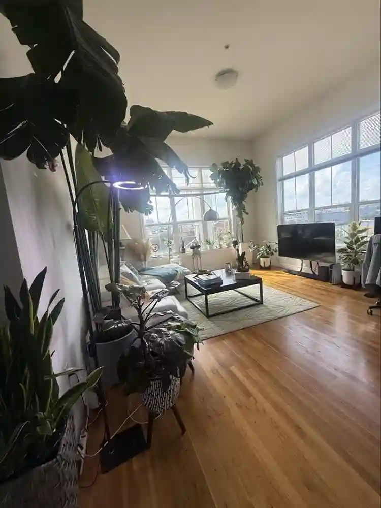 Looking for a professional roomate
