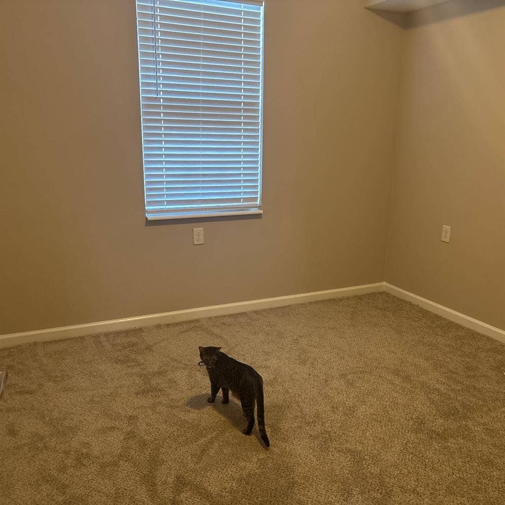 Looking for a roommate