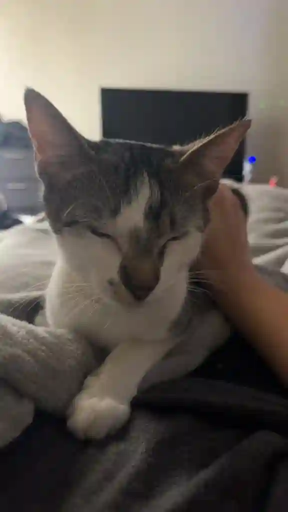 Apt Hunting and Roommate seeking