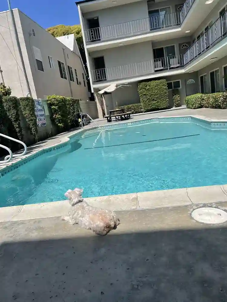 Alamitos Beach Apt for Sublet