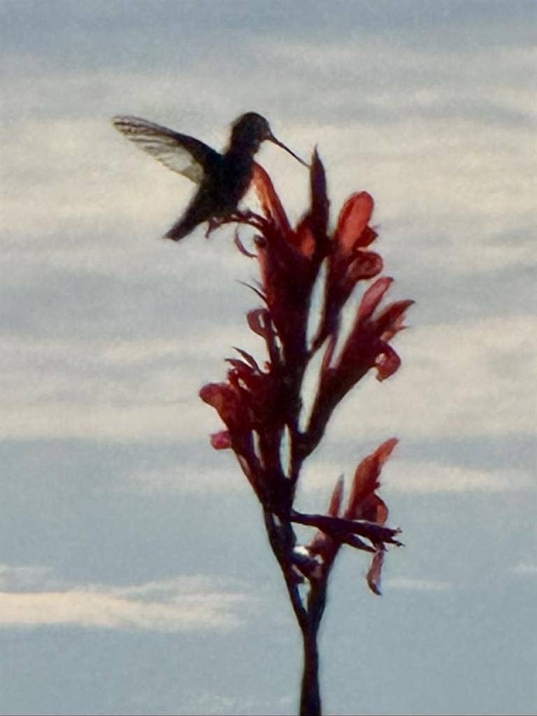 Enjoy living at mariposa preserve