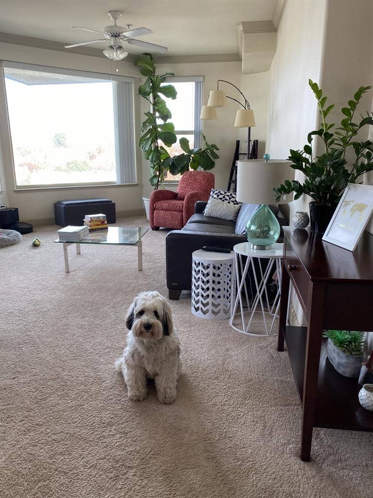 Midtown room + bath + cute dog
