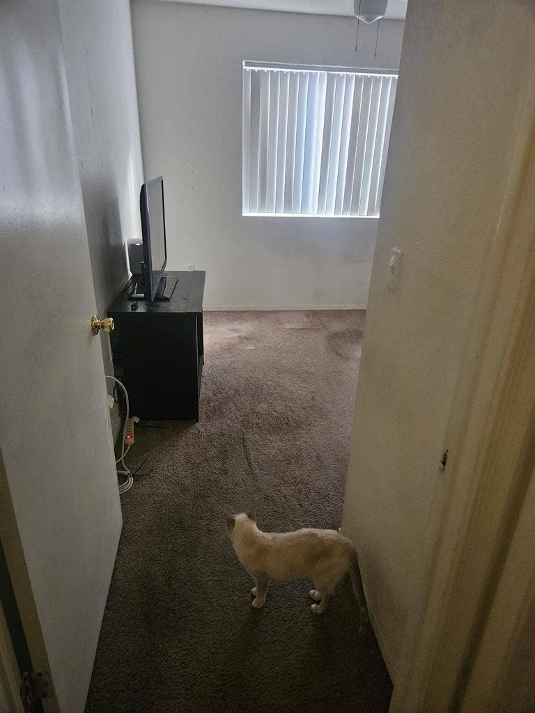 Looking for roommate